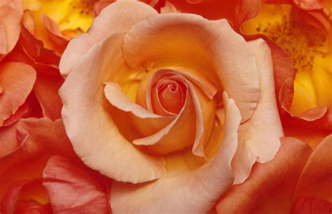 A Pink and Peach Rose. | Rose color meanings, Flowers, Beautiful flowers