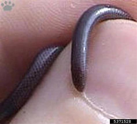 brahminy blind snake (Ramphotyphlops braminus)