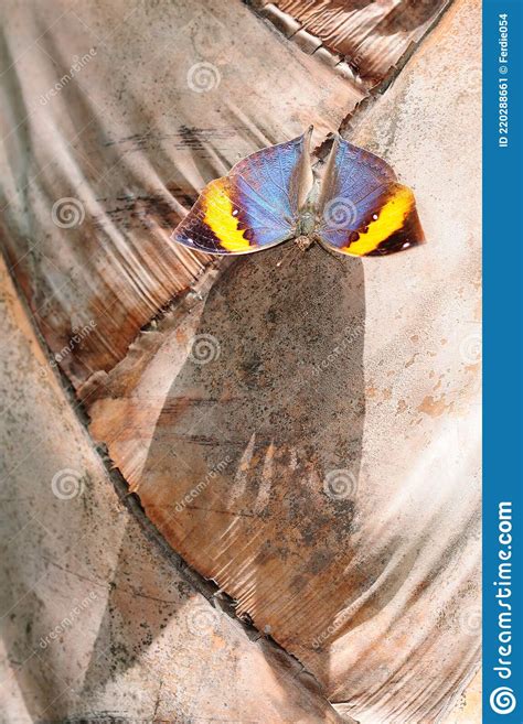 Dead Leaf Butterfly with Wings Spread Stock Image - Image of nature, oakleaf: 220288661