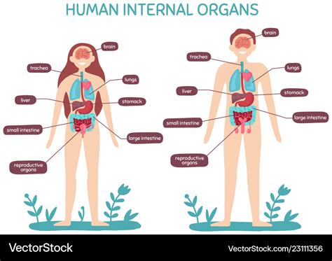 Cartoon human body anatomy male and female Vector Image