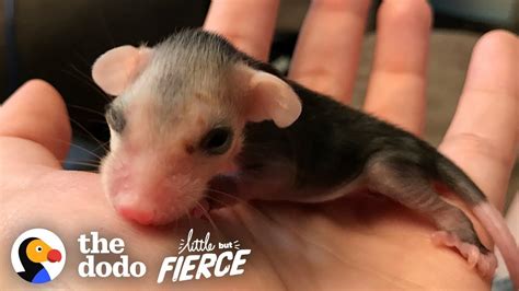 Tiniest Pink Baby Opossum Grows up to Be Adorably Ferocious | The Dodo Little But Fierce - YouTube