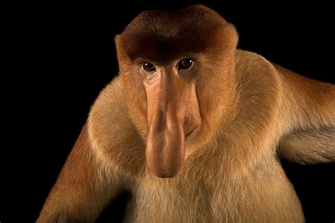 Big-Nosed Monkey Is the 6,000th Member of the Photo Ark