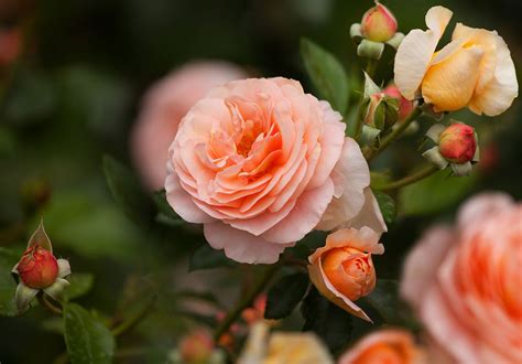 32 Seeds Hybrid Tea Rose Seeds for Planting Flower - Etsy