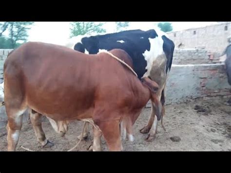 so let's go full vlogs and bull feeding cow milk - YouTube