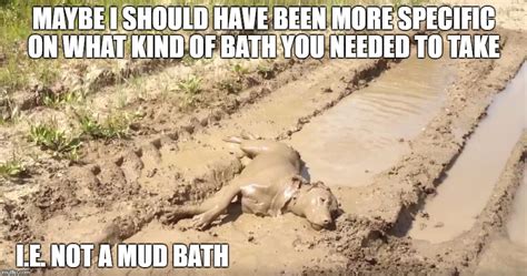 Dog Mud Bath - Imgflip