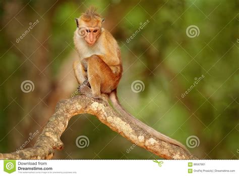 Toque Macaque, Macaca Sinica. Monkrey on the Tree. Macaque in Nature ...