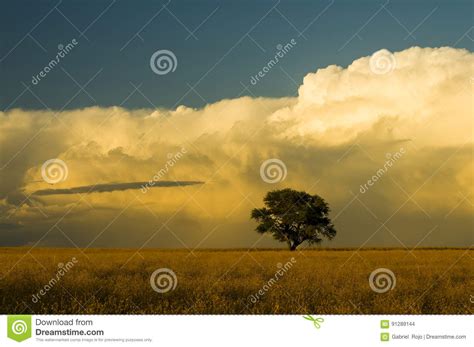 Pampas Landscape, La Pampa, Stock Photo - Image of pampa, punta: 91289144