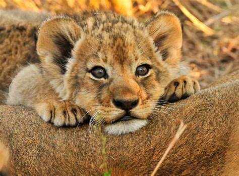 Adorable Baby Lions