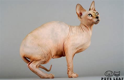 Sphynx Cat Grooming: A Step-by-Step Guide | Pets Leaf