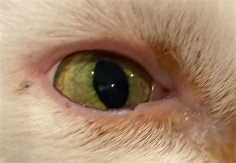 Conjunctivitis in cats in Cats | Symptoms & Treatment | Joii Pet Care