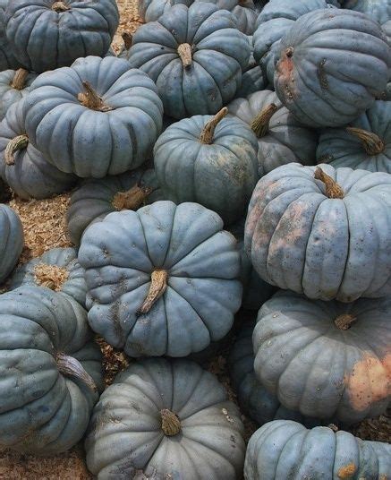 Blue Moon Pumpkins ♥ | Blue pumpkins, Fall pumpkins, Pumpkin