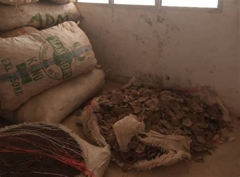 Stop the Illegal Wildlife Trade: Pangolin scales worth £5m seized in ...