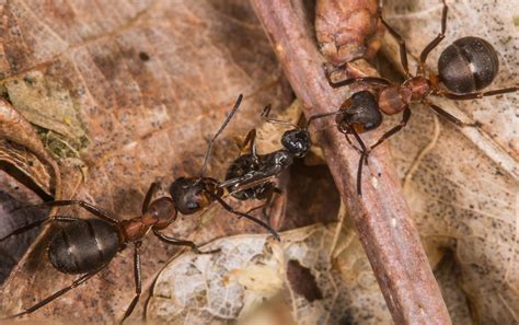 Wood ants | Flickr