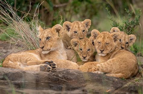 Cute Lion Cubs Photograph by Daniel Katz - Fine Art America