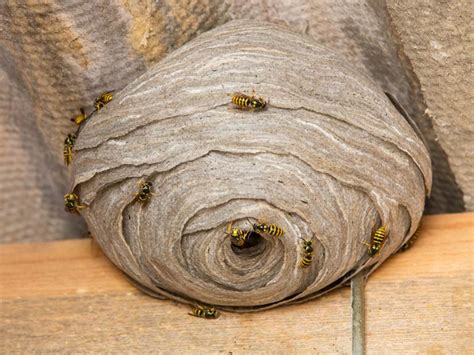 How Do Wasps Defend Their Nests? - Pest Control Wolverhampton | Pest Control Walsall | Pest ...