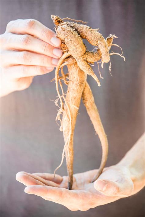 How to Grow Mandrake | Gardener’s Path