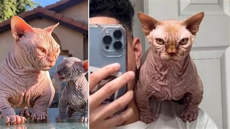 Rise of the XL Bully CAT: Mutant hairless felines are bred to look intimidating - Sciencetech ...