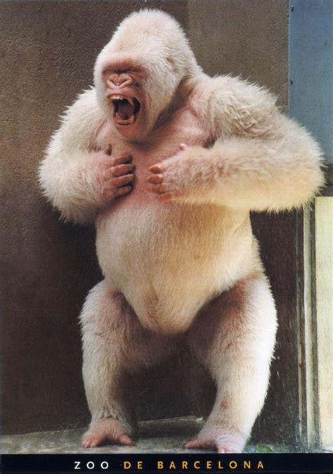 Snowflake, the only albino gorilla ever observed. Captured from the wild by poachers in 1967 ...