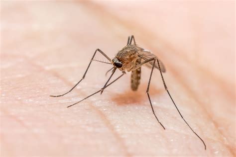 Mosquitos, The World’s Deadliest Animal | Nada Mosquito