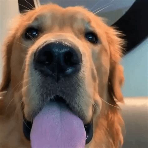 Golden Retrievers Tot GIF - Find & Share on GIPHY