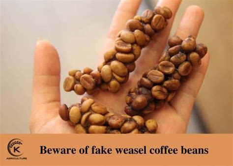 The Most Reliable Origins Of Weasel Coffee Beans | K-Agriculture