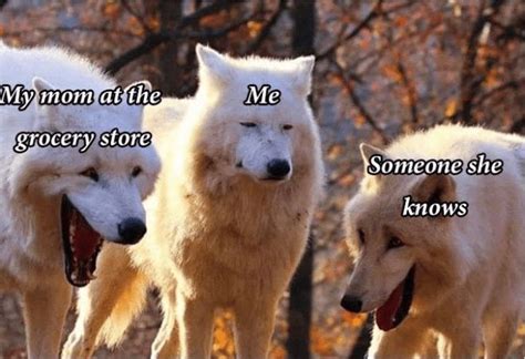 A Photo Of Three White Wolves Laughing Becomes The Latest Funny Meme | Animal memes, Memes, Cat ...