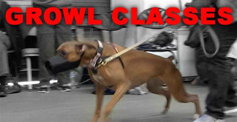 5.07 Using a Growl Class to Resolve Dog-Dog Aggression | Dog Star Daily