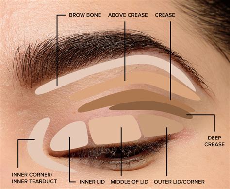 Eyeshadow placement : r/BeautyDiagrams