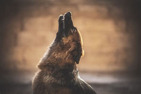 Why Your Dog Is Howling In Its Sleep – What It Actually Means