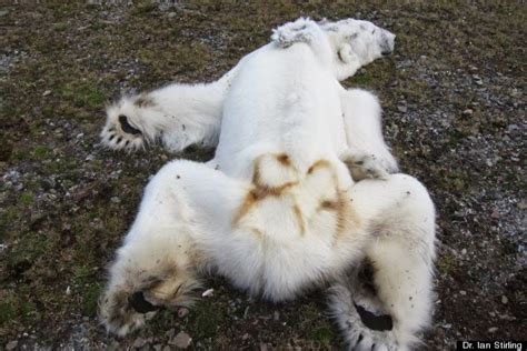 Earthmanpdx: Polar Bears - Death by Starvation