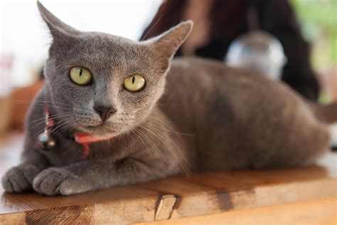 Korat Cat Health the Common Diseases of This Breed