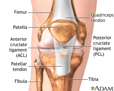 Ligaments Of The Knee Anterior