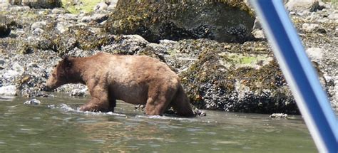 Spring Grizzly Bears Mating | Grizzly Bear Tours & Whale Watching ...