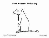 Prairie Dog White Tailed – Coloring Nature sketch template