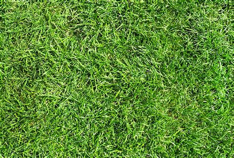 Free Grass Textures (High Resolution) for Photoshop