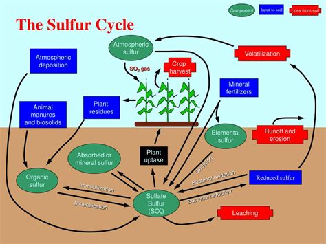 PPT - The Sulfur Cycle PowerPoint Presentation, free download - ID:6835424