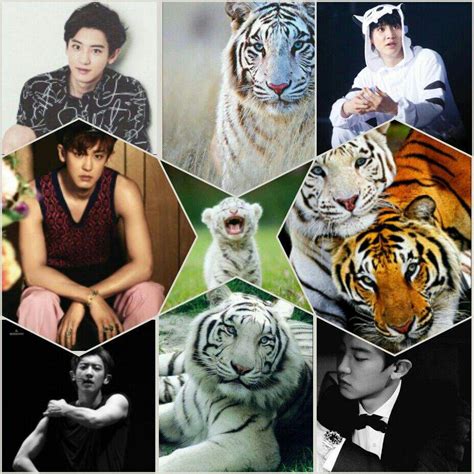 🐣EXO ANIMAL COSTUME COLLAGE🐣 | EXO (엑소) Amino