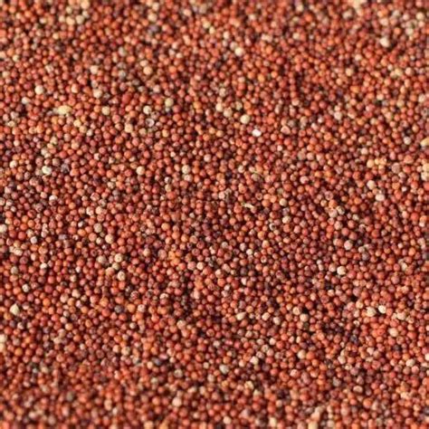 Ragi Seeds non policed, Packaging Size: 50 Kg, High in Protein at Rs 33/kilogram in Koraput