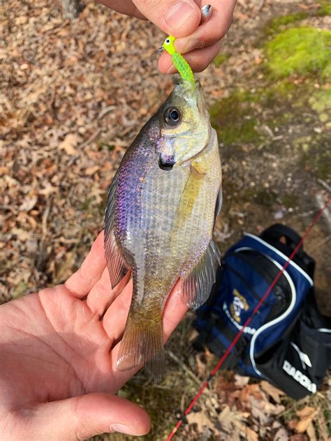 Spring time bluegill bait colors - Fishing Tackle - Bass Fishing Forums