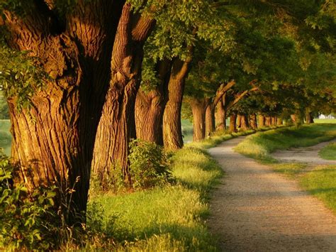 Path by the streem | Nature tree, Nature, Beautiful nature