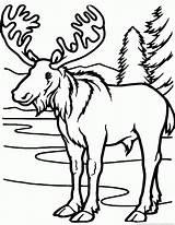 Moose Coloring Pages  Part 2 sketch template