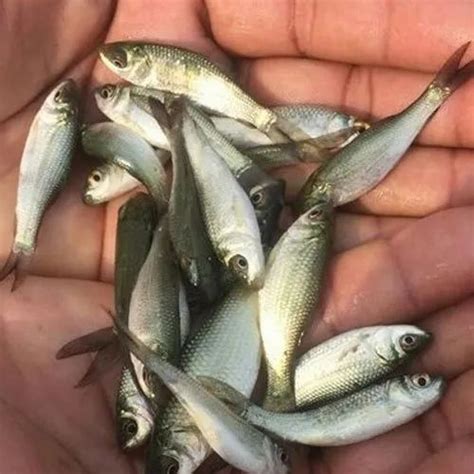 Mrigal Fish Seed, 30 Degree C, Packaging Size: 5 Kg at Rs 1.30/piece in Cuttack