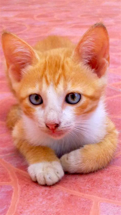 Ginger Cat, orange, tabby, HD phone wallpaper | Peakpx