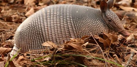 30 Dill-ightful Facts About Armadillos - The Fact Site