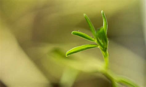 Growing Lentils: Harvest Protein-Packed Legumes- Epic Gardening