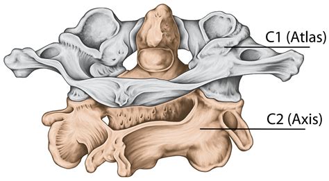 alar ligament treatment