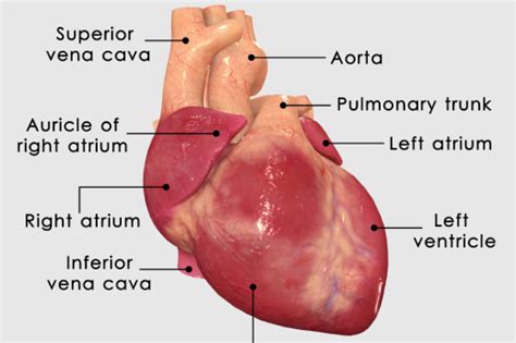 How Does the Heart Work - Healthy-Heart.org