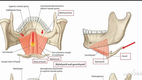 Suprahyoid muscles 1 - YouTube