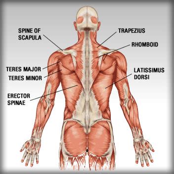 The Anatomy Of The Back Muscles • Bodybuilding Wizard