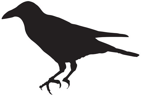 Raven Silhouette Png